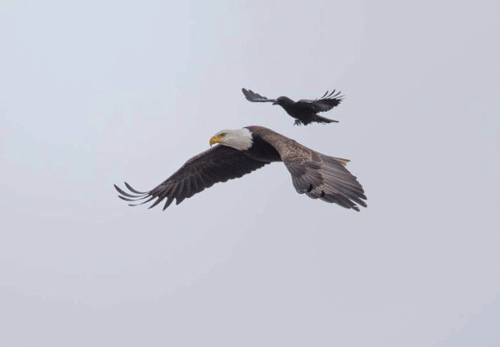 どんな動物でもカラス族にはかなわない。いきなり尻尾を引っ張られて弄ばれる動物たちの画像