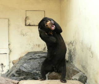 “今季最高のクマ写真”が人気、米コロラド大学に出現「フォーリン・ベアー2.0」