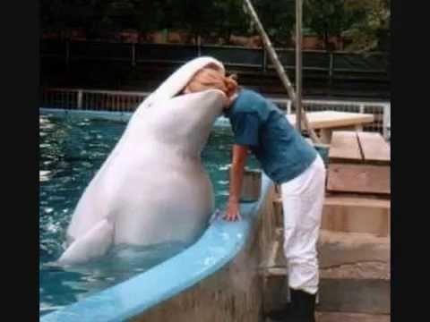 笑える動物の画像下さい（セリフ付き）