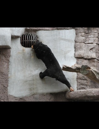 笑える動物の画像下さい（セリフ付き）