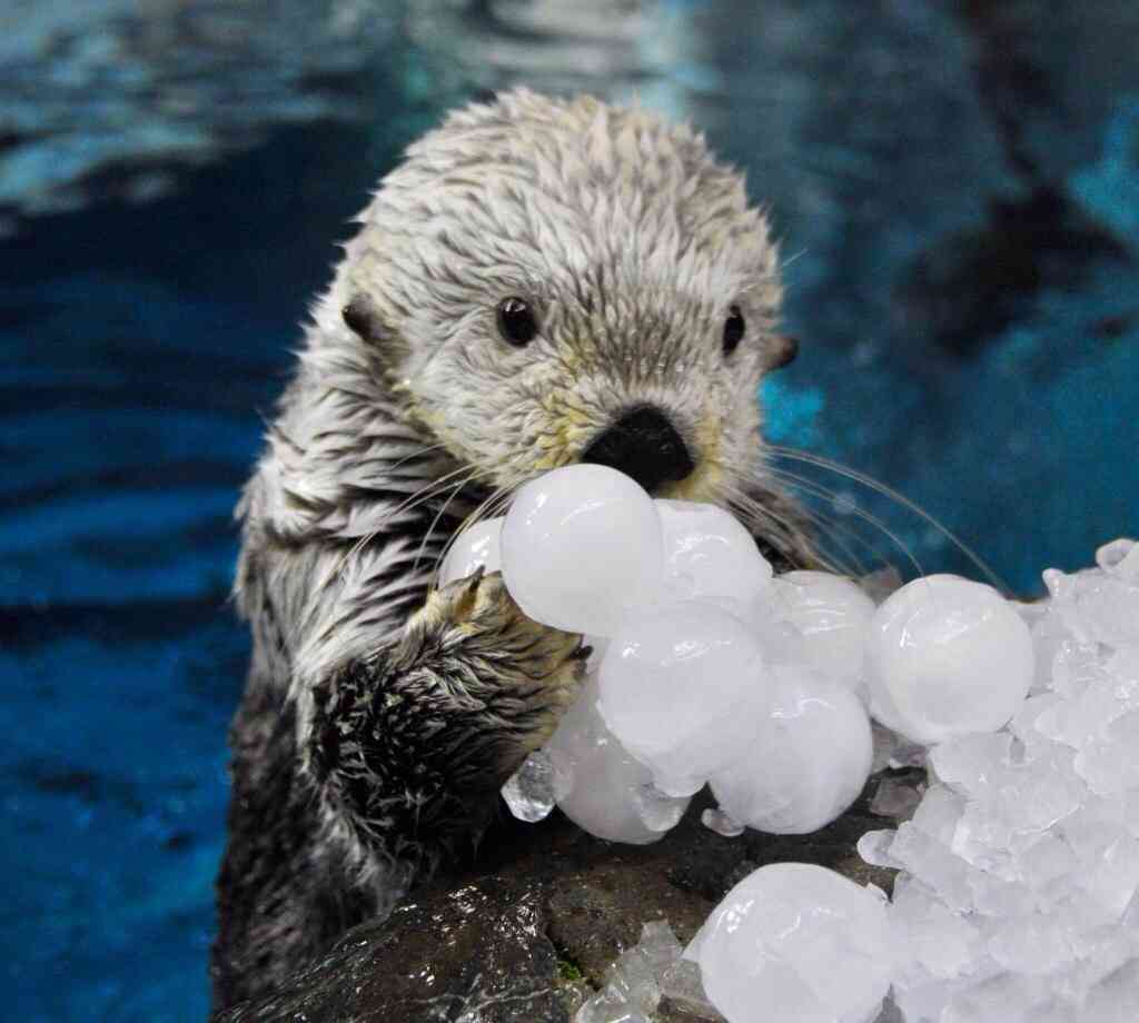 笑える動物の画像下さい（セリフ付き）