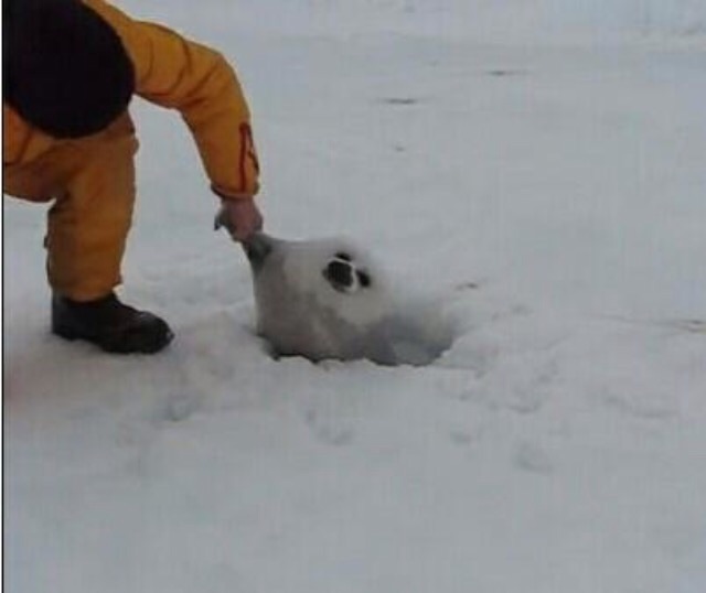 笑える動物の画像下さい（セリフ付き）