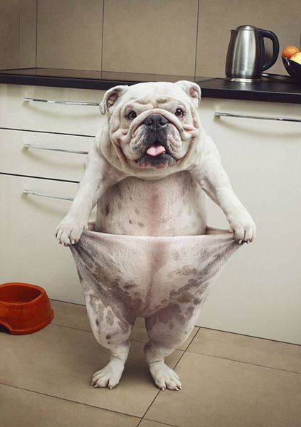 笑える動物の画像下さい（セリフ付き）
