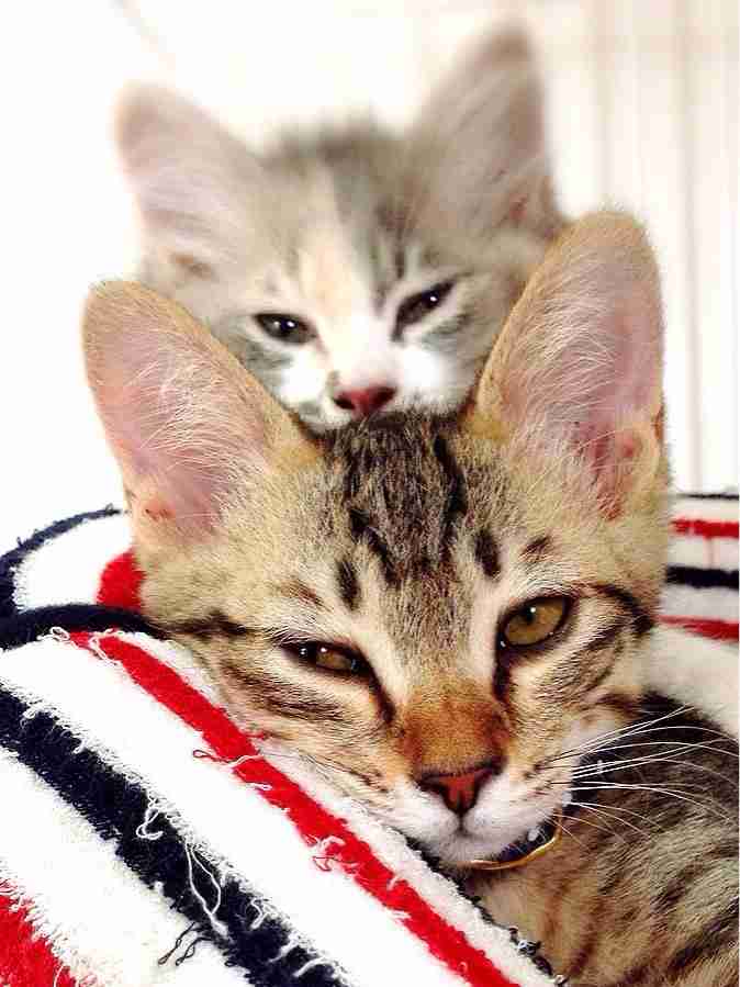 笑える動物の画像下さい（セリフ付き）