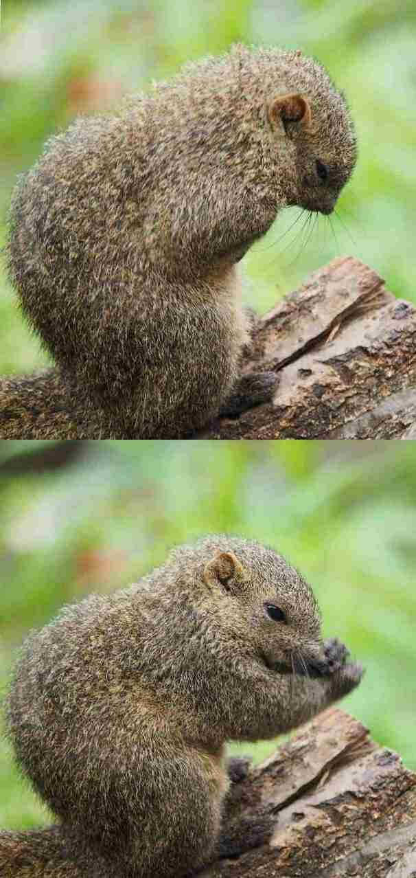 笑える動物の画像下さい（セリフ付き）