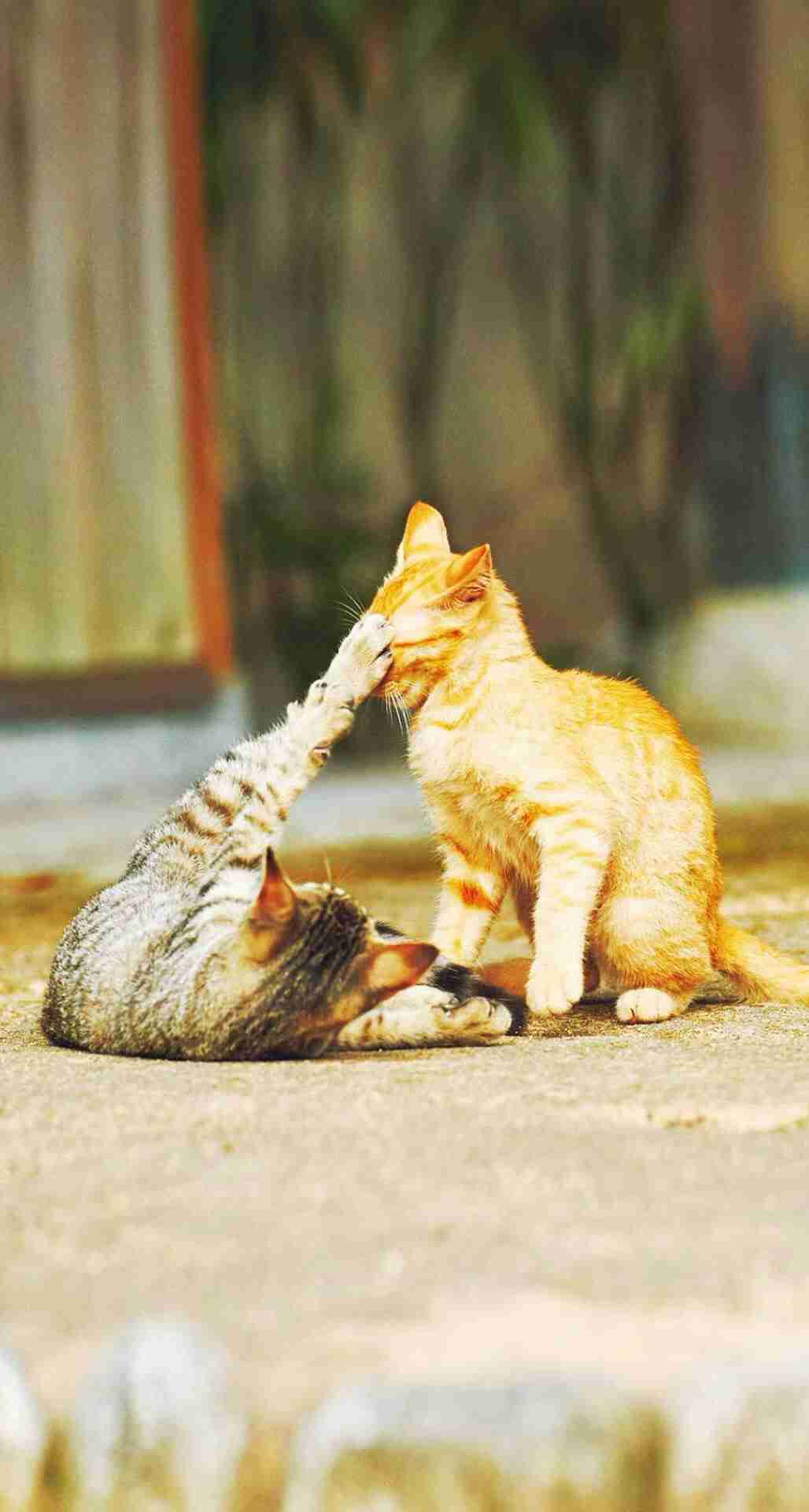 笑える動物の画像下さい（セリフ付き）