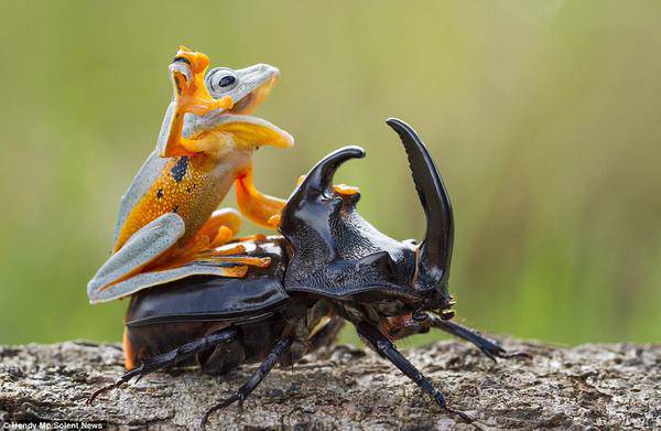 笑える動物の画像下さい（セリフ付き）
