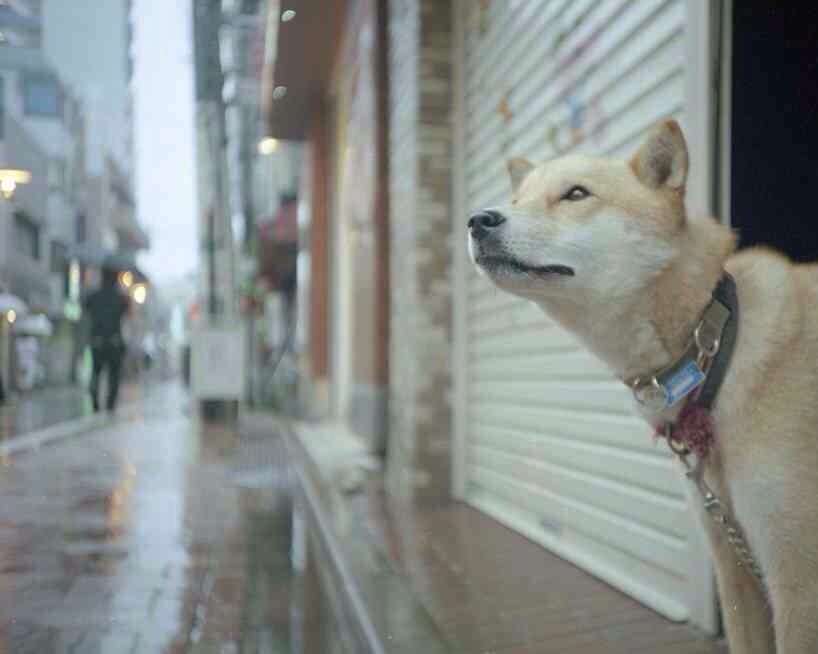 笑える動物の画像下さい（セリフ付き）