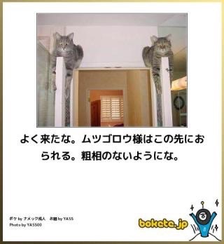笑える動物の画像下さい（セリフ付き）