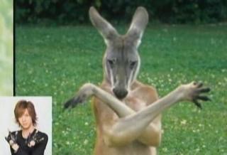 笑える動物の画像下さい（セリフ付き）