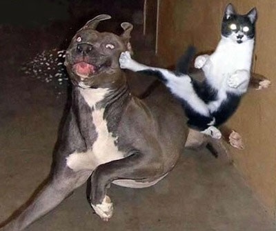 笑える動物の画像下さい（セリフ付き）