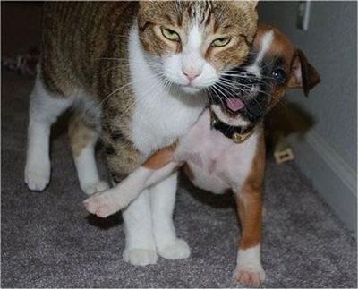 笑える動物の画像下さい（セリフ付き）