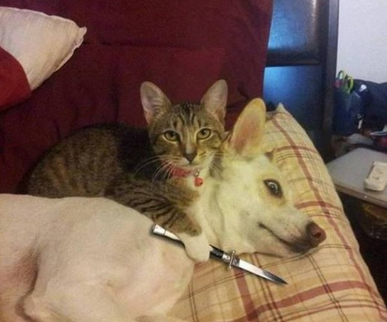 笑える動物の画像下さい（セリフ付き）