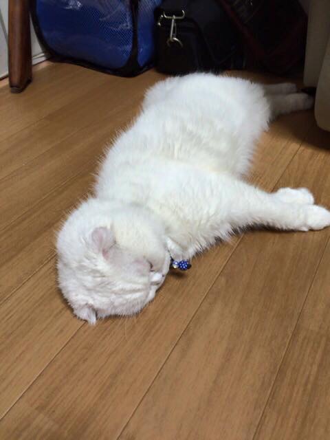 笑える動物の画像下さい（セリフ付き）