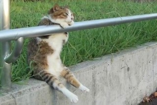 笑える動物の画像下さい（セリフ付き）