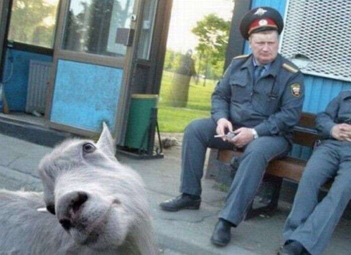 笑える動物の画像下さい（セリフ付き）