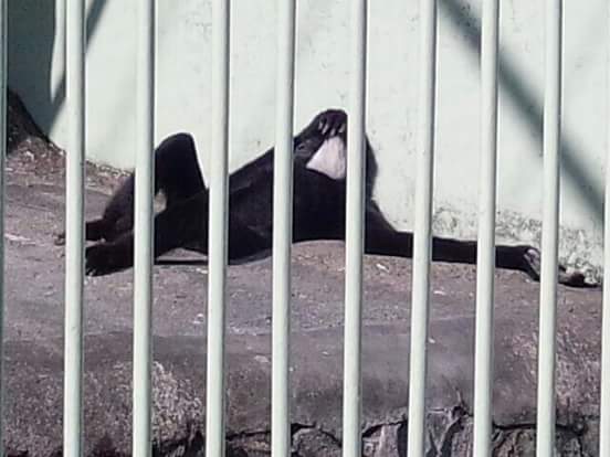 笑える動物の画像下さい（セリフ付き）