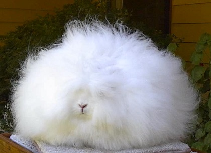 笑える動物の画像下さい（セリフ付き）