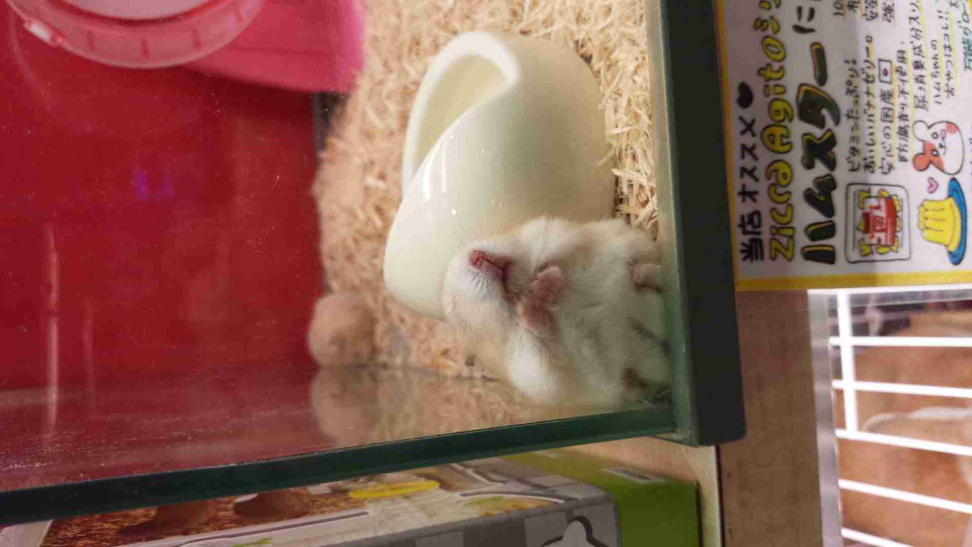 笑える動物の画像下さい（セリフ付き）