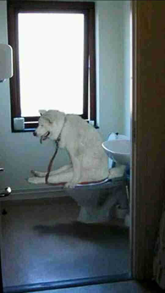 笑える動物の画像下さい（セリフ付き）