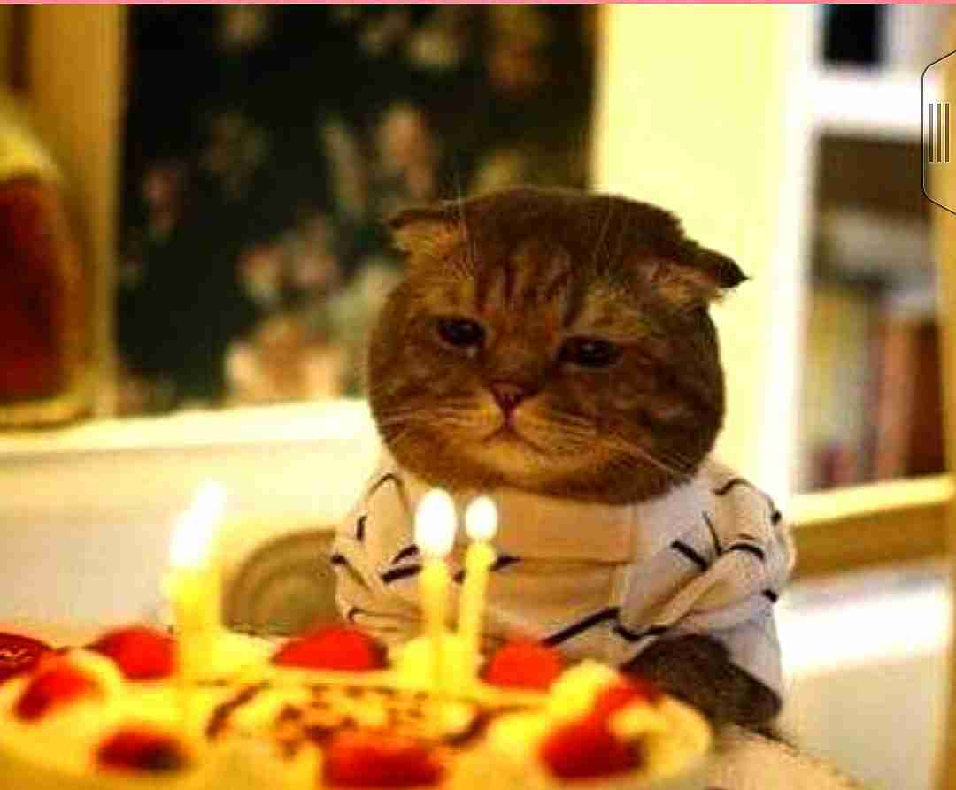 笑える動物の画像下さい（セリフ付き）