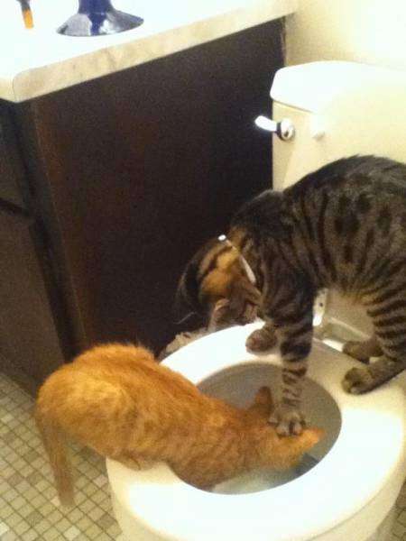 笑える動物の画像下さい（セリフ付き）