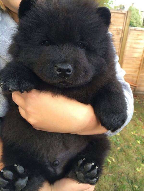 笑える動物の画像下さい（セリフ付き）