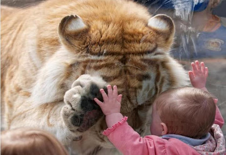 笑える動物の画像下さい（セリフ付き）