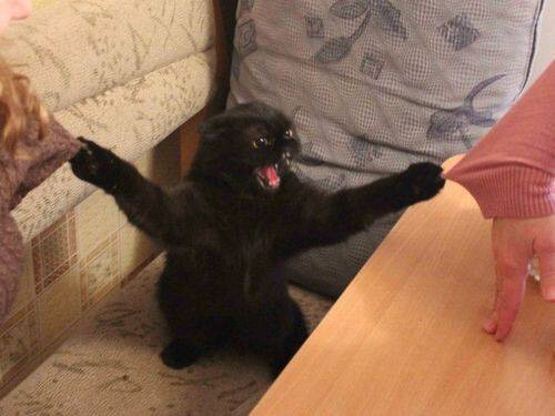 笑える動物の画像下さい（セリフ付き）