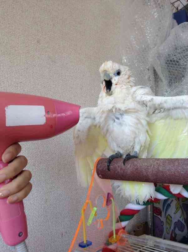 笑える動物の画像下さい（セリフ付き）