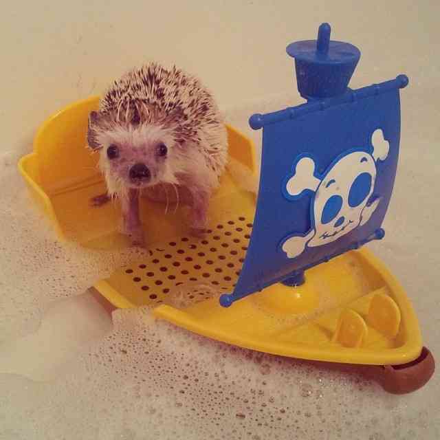 笑える動物の画像下さい（セリフ付き）