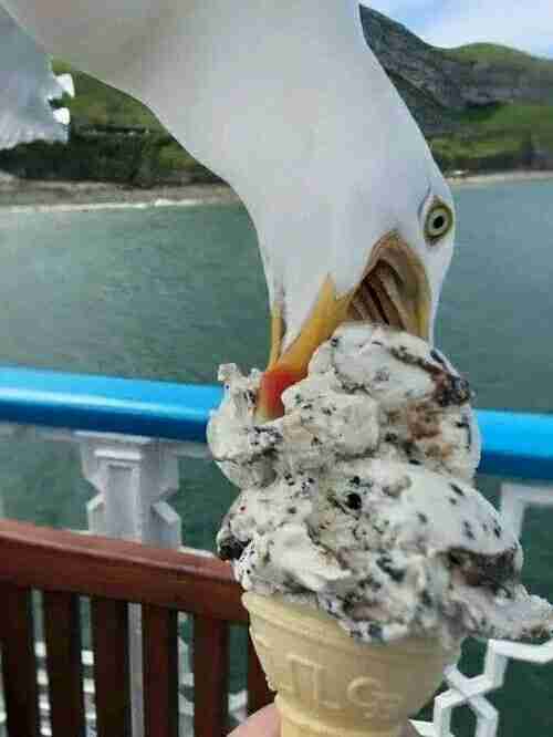 笑える動物の画像下さい（セリフ付き）
