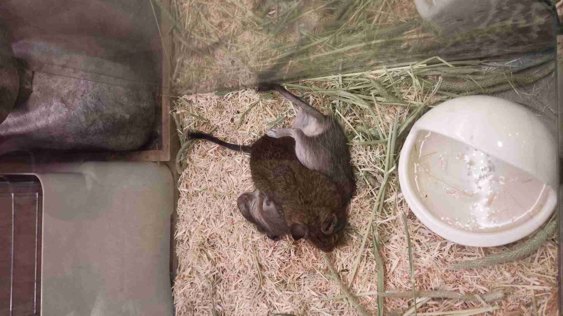 笑える動物の画像下さい（セリフ付き）