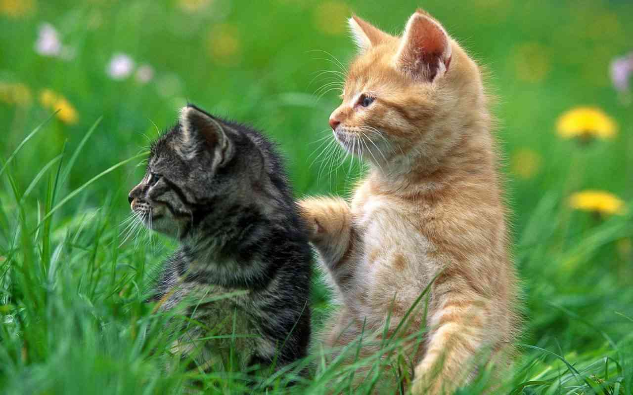 笑える動物の画像下さい（セリフ付き）