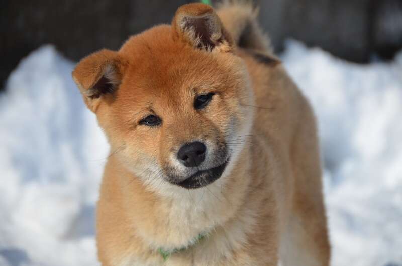 笑える動物の画像下さい（セリフ付き）