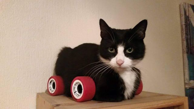 笑える動物の画像下さい（セリフ付き）