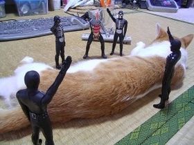 笑える動物の画像下さい（セリフ付き）
