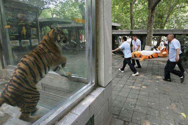 笑える動物の画像下さい（セリフ付き）