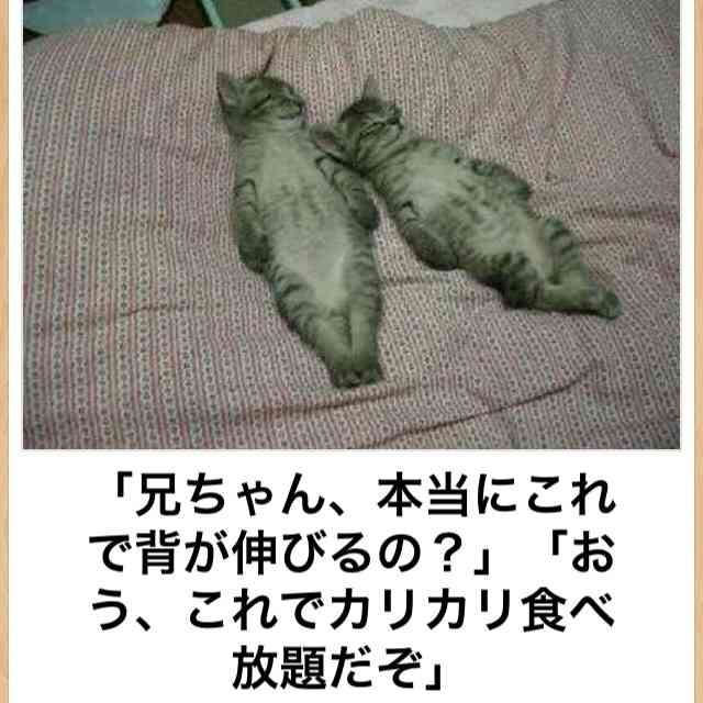 笑える動物の画像下さい（セリフ付き）