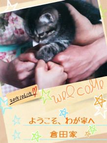 笑える動物の画像下さい（セリフ付き）