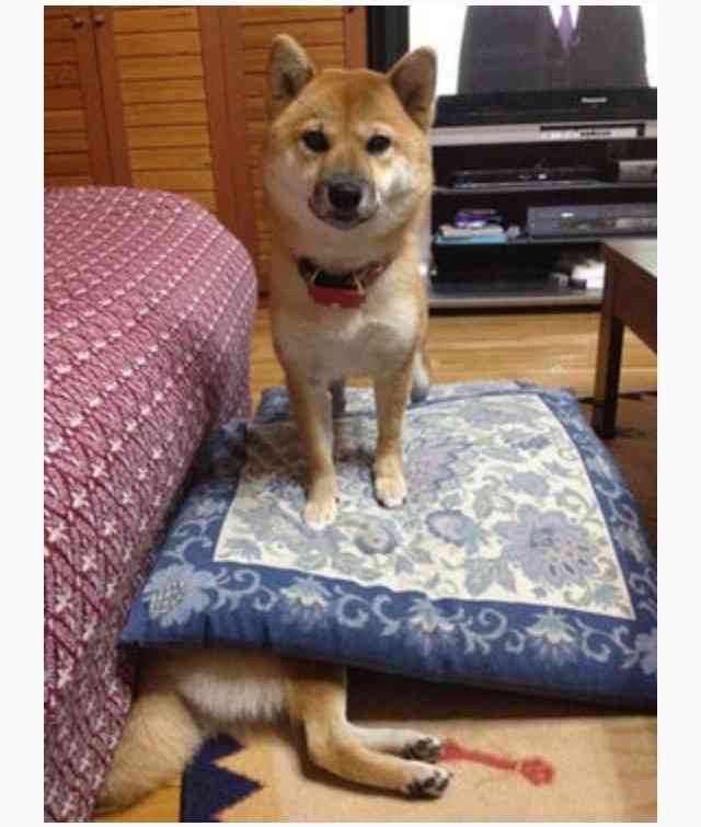 笑える動物の画像下さい（セリフ付き）