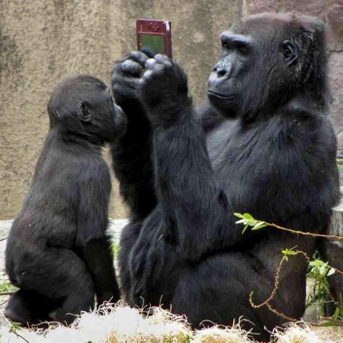 笑える動物の画像下さい（セリフ付き）