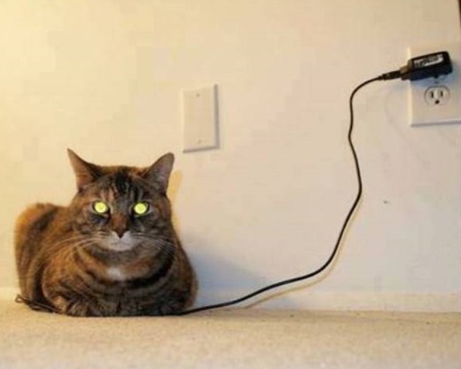 笑える動物の画像下さい（セリフ付き）