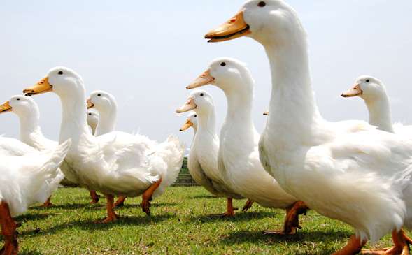 笑える動物の画像下さい（セリフ付き）