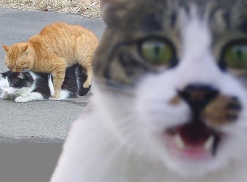 画像にそれっぽいタイトルをつけてみるトピ