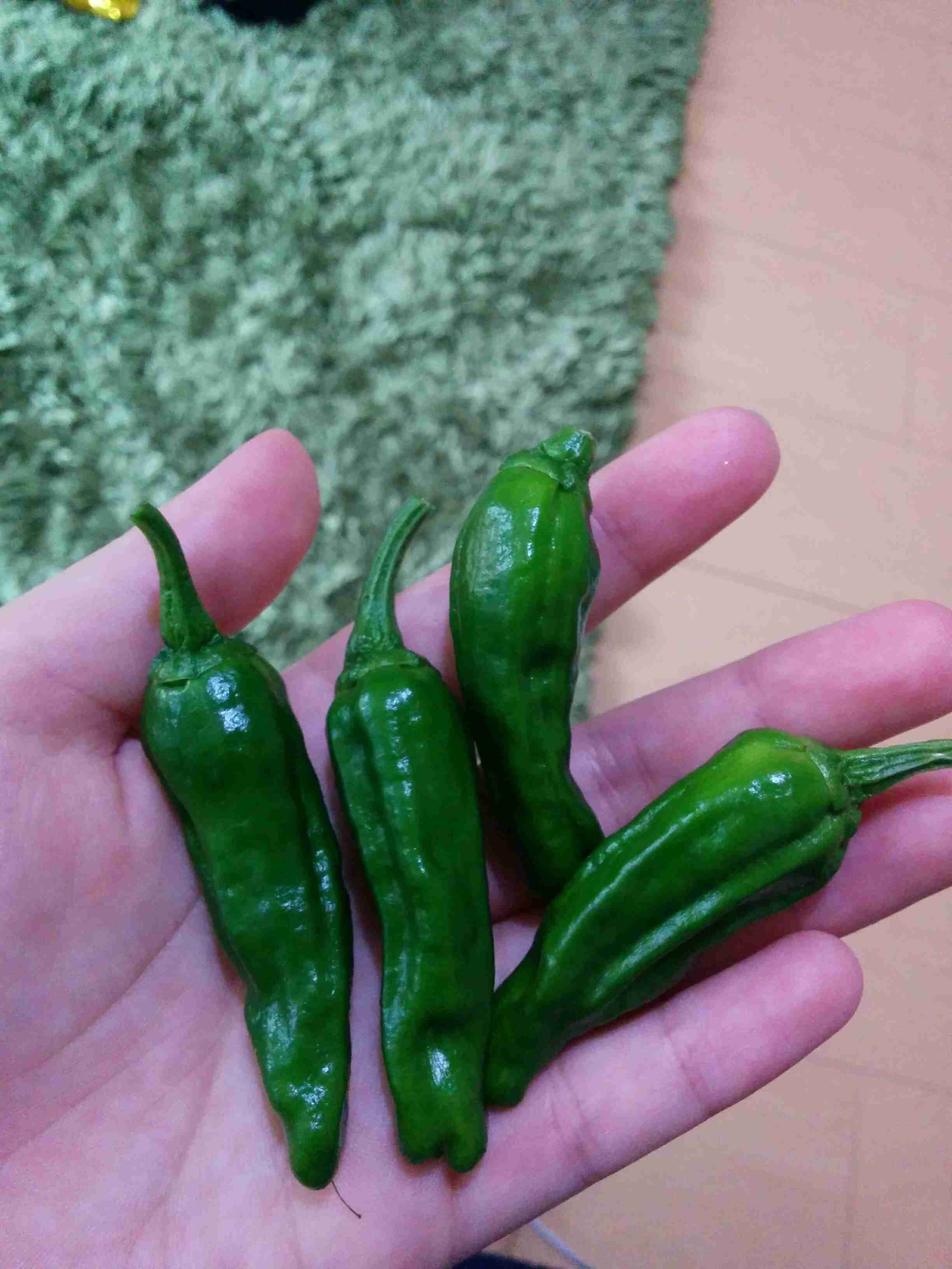 プランター菜園している方いますか？