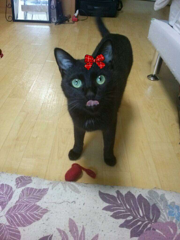 黒猫好き集まれ〜♡