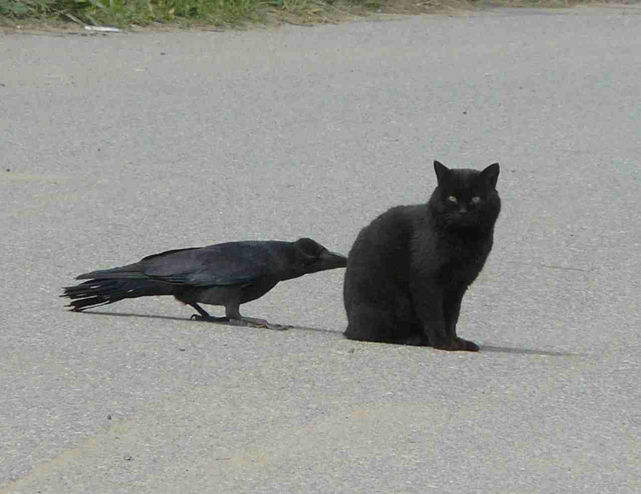 黒猫好き集まれ〜♡