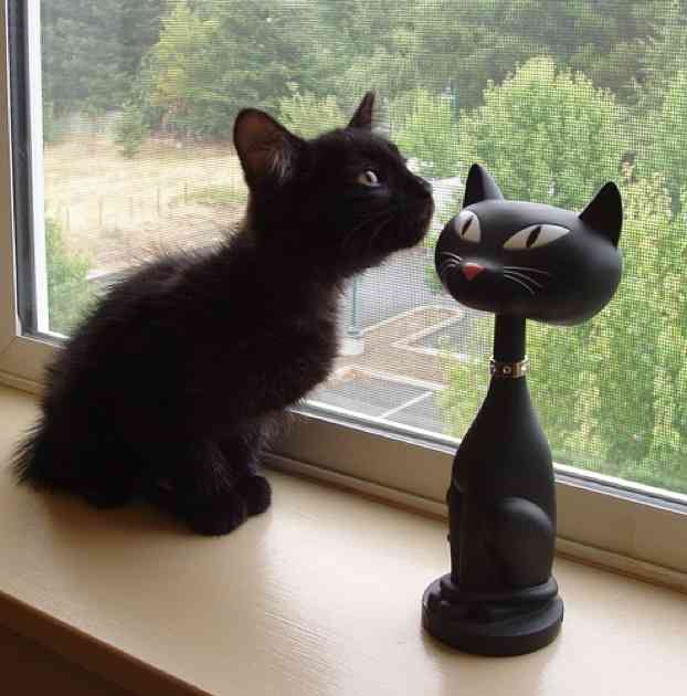 黒猫好き集まれ〜♡