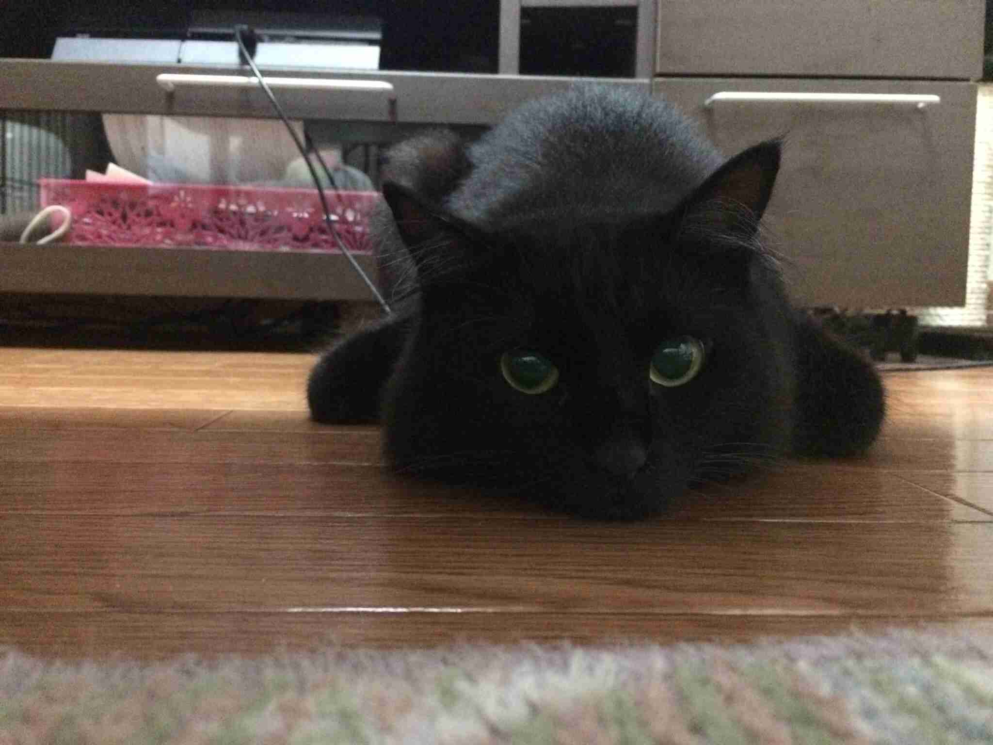黒猫好き集まれ〜♡